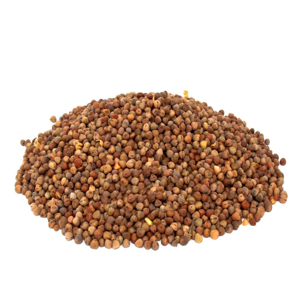 Burçak Tohumu Lathyrus sativus