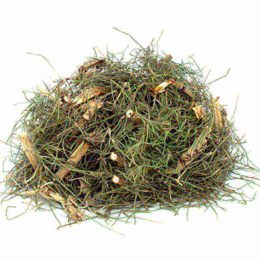 At Kuyruğu Kırkkilit Otu Equisetum Arvense