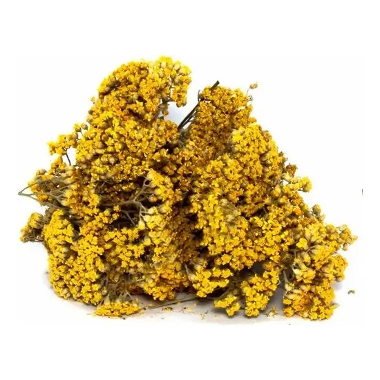 Civanperçemi Otu Achillea millefolium L