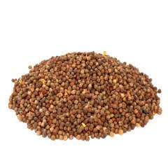 Burçak Tohumu  Lathyrus sativus