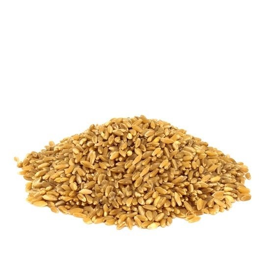 Hediklik Diş Buğdayı