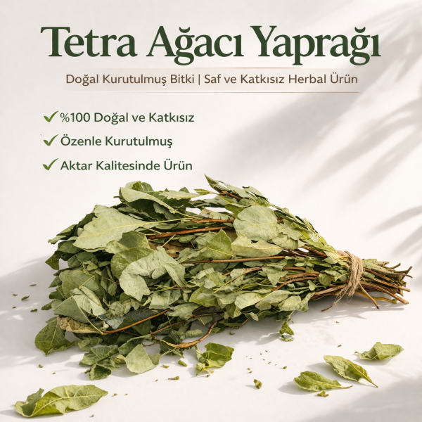 Tetra Ağacı Yaprağı Cotinus coggygria