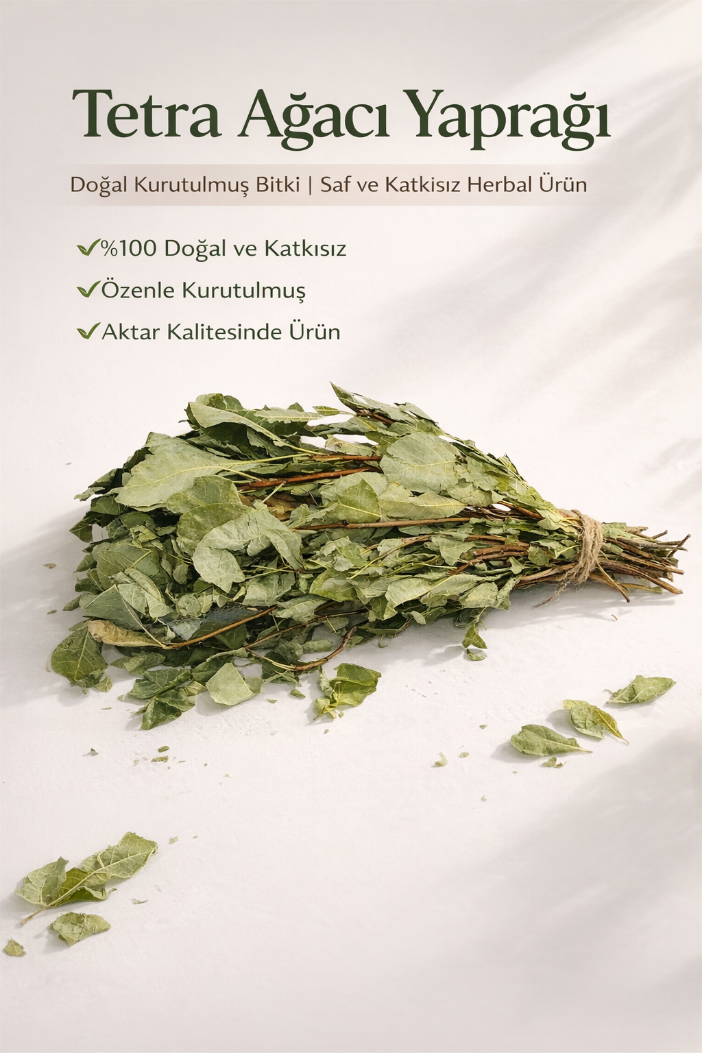 Tetra Ağacı Yaprağı Cotinus coggygria