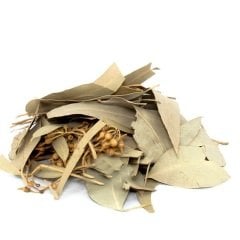 Okaliptus Yaprağı Eucalyptus